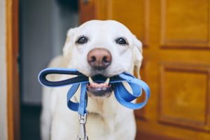 Dog holding a blue leash their mouth